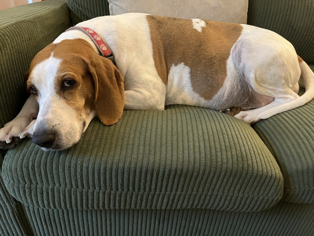 Pancake the Dog, white dog with brown spots laying on green couch. She’s not worried, she’s not hurried 