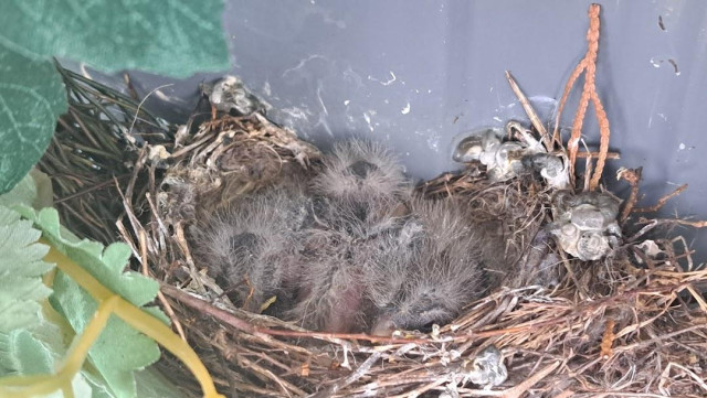 baby birds in a nest