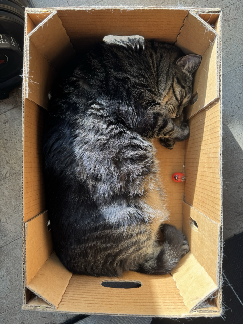 A cat curled up in HER cardboard box. 