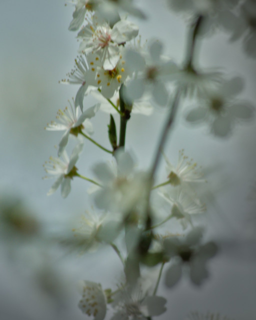Zweige mit weißen Blüten.