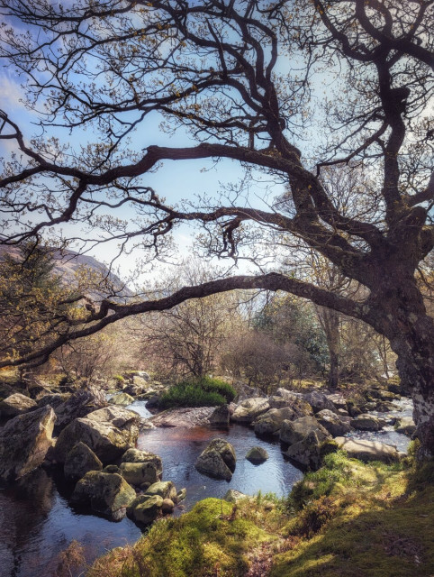 A landscape photograph of a river flowing over large mossy boulders. The scene is framed by a large tree on the right, its dark, twisting branches reaching across the top of the image against a bright, cloudy sky. Sunlight reflects brightly on the dark water in the centre. The background shows distant bare trees and the slope of a mountain. The overall mood is peaceful and slightly dramatic due to the contrast between the dark tree silhouette and the bright sunlight.