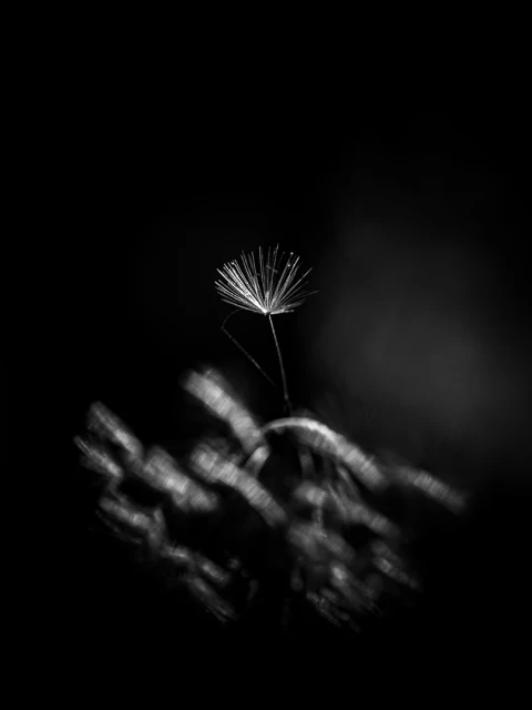 Schwarzweiß. Nahaufnahme einer Pusteblume, ein Schirmchen ist scharf, weil es vorwitzig nach oben weg steht.