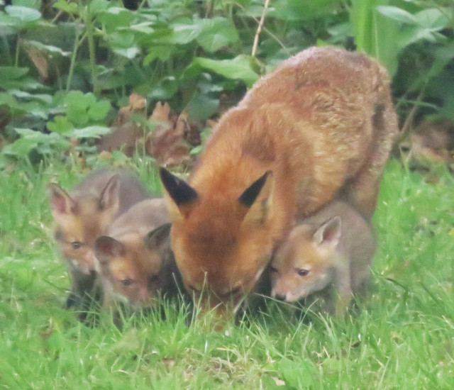 front view of a vixen with three small cubs staying close to her, taken with a long lens from my back window