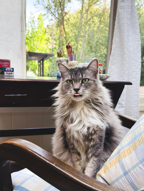 A big fluffy cat sitting up in a chair. His tongue is sticking out of his mouth, like a "blep."