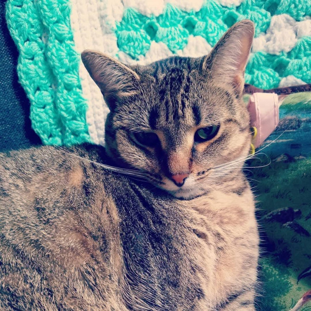 A tabby cat with green eyes is looking down