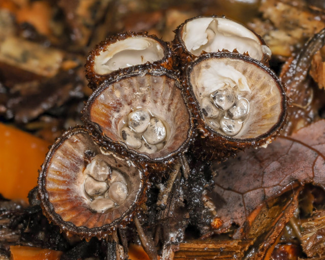 Close-up photo of five egg cup fungus fruiting bodies, showing the radial markings on the inside of the front three cups and the paper-like covers still on the rear ones. Inside each of the cups are 5-6 spore-laden discs (the "eggs") and some rainwater. Under the fungus cluster is mulch comprising wood chips, bark, and leaves.