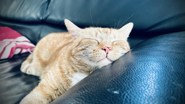 George the cat sleeping on the couch with his head on the edge 