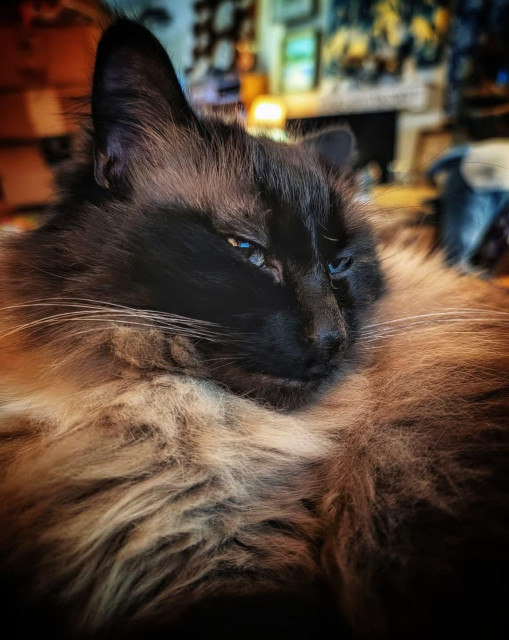 Sleepy looking Siamese/ragdoll cat.