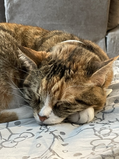 Close up of calico tabby cat sleeping with head rested on her white front paw atop a grey hello kitty sheet