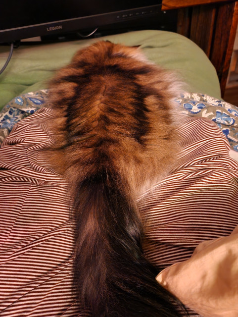 A floofy cat is stretched out straight on my legs with her head on my feet, and her long tail all the way up to my belly button. She has very long, silky hair, and a detailed pattern of black and reddish fur on her back.