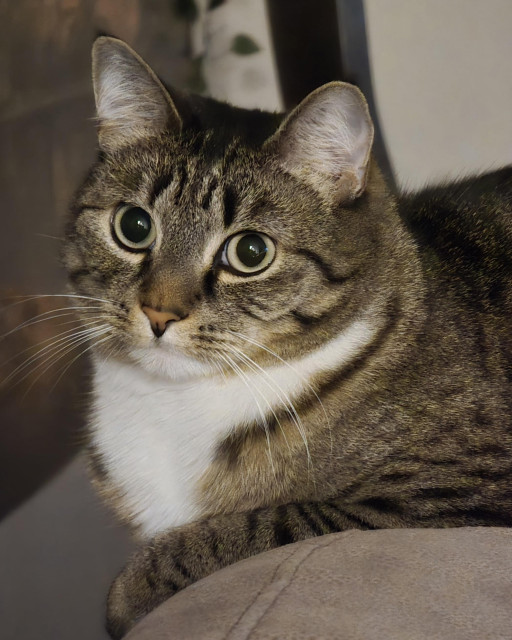 A close up photo of a brown tabby cat with a white chest
