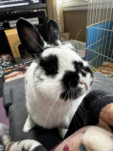A sweet bun has climbed up some couch stairs to say hai with her cute face and multitude of whiskers