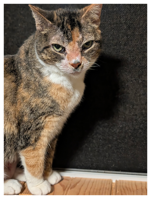 calico cat with white markings and green eye sits on a wood windowsill and looks right to make eye contact. the background is a window screen and the black night.