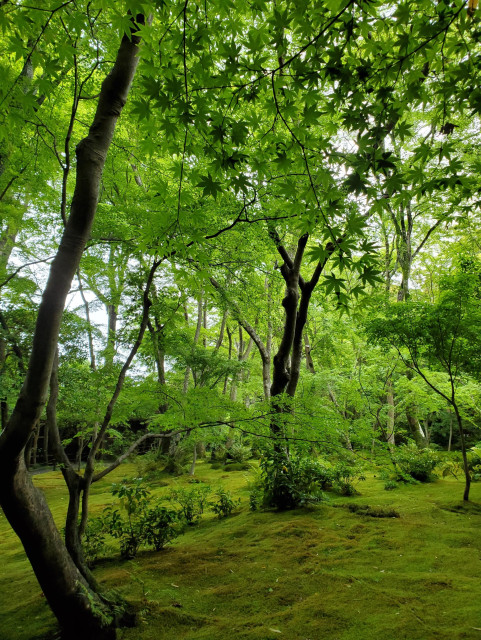 The moss garden at Giou-ji.