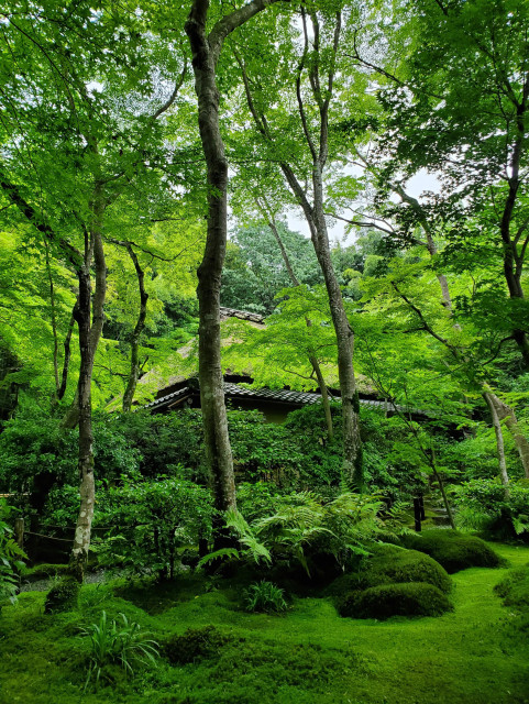 The moss garden at Giou-ji.