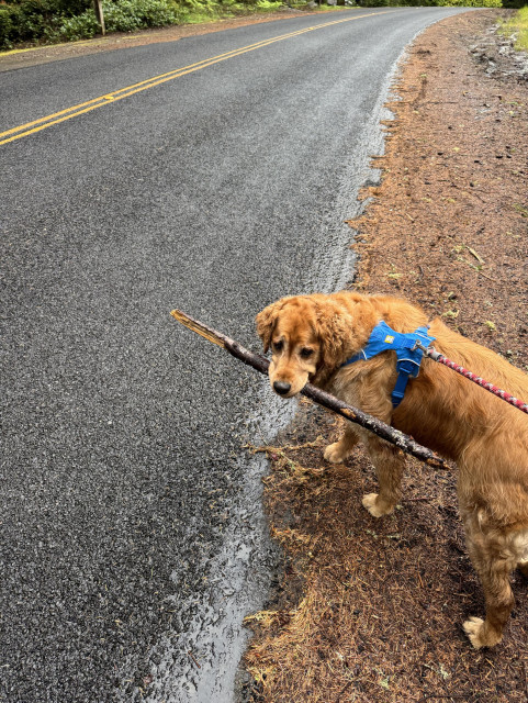 A male Golden Retriever, walking on the side of a two lane road, carrying a ~3 ft. long stick in his mouth. He’s looking back at the camera, very proud of his find. 