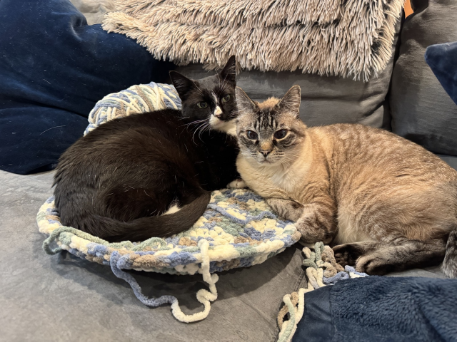 A tuxedo cat and a lynx point Siamese cat trying to sit on a half-finished crocheted cat bed made from some very fluffy looking yarn, on top of a couch.