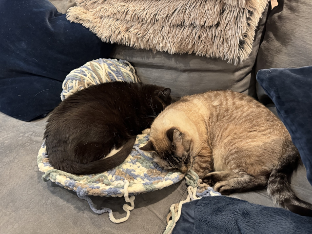The two cats have curled up together and taken a nap, even though they clearly do not fit on this unfinished cat bed.