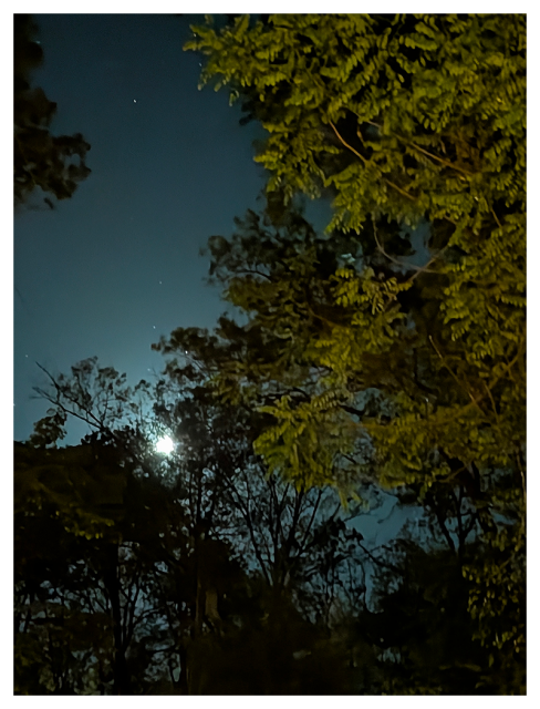 timed exposure. a bright moon glows behind the silhouettes of tall trees, partially illuminated green leaves in the foreground. the dark night sky appears deep blue, dotted with a few small visible stars.