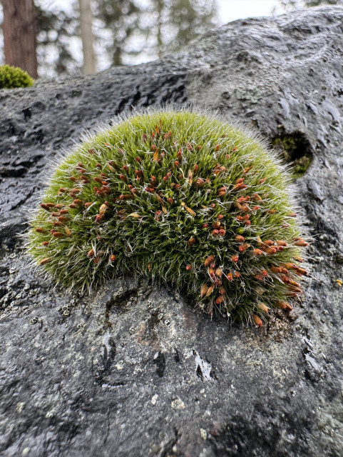 A closeup photo of a mound of Grimmia moss growing on a large gray stone. The clump of moss is a few inches wide and crescent shaped, its green leaves tipped in wiry gray-white hairs. There are small brown reproductive capsules peppered throughout
