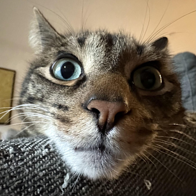 Close up of a brown cat with a bit of grey, white, and maybe, if we’re being honest, a bit of drool on his chin, and he would really like a gentle boop on the nose, because his brother keeps attacking him, and he deserves to know he’s appreciated