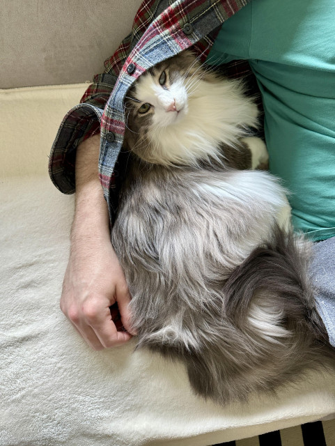 Thor, a fluffy grey and white bicolor half-Ragdoll cat, snuggled into my spouse’s side with spouse’s unbuttoned flannel wrapped around him and spouse’s arm around him. Spouse is also wearing a green T-shirt.