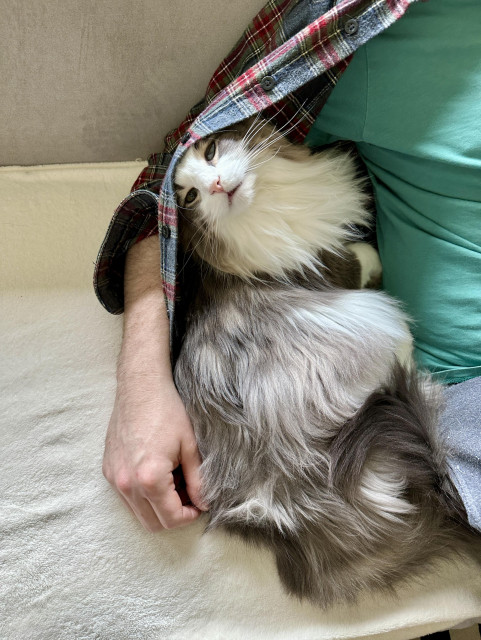Thor, a fluffy grey and white bicolor half-Ragdoll cat, snuggled into my spouse’s side with spouse’s unbuttoned flannel wrapped around him and spouse’s arm around him. Spouse is also wearing a green T-shirt.