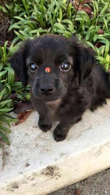 Dog with ladybug on its nose