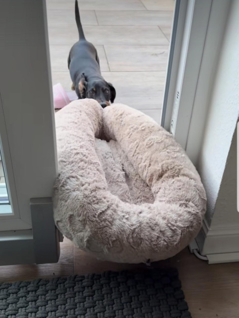 Daschund is pulling big plush dog bed out on the deck through the partially open sliding door.