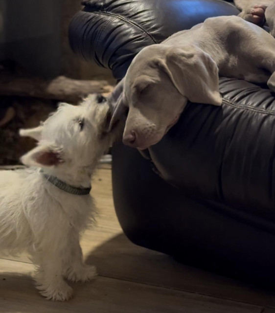 Westie stands at the couch where a visla is  sleeping and pulls on the dog's long ear hanging off the armrest.