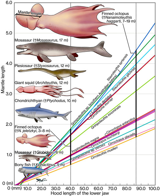 Body size estimation of Late Cretaceous octopuses.
The graph shows an allometric relationship between the length of the jaw and mantle in long-bodied species of extant finned octopus. The name of the corresponding species is shown along each growth curve. The sizes of N. jeletzkyi and N. haggarti based on their largest specimen are indicated by black vertical lines. Reconstruction of these two species, the extant giant squid, and gigantic vertebrate predators in the Late Cretaceous are shown with their maximum total length.
