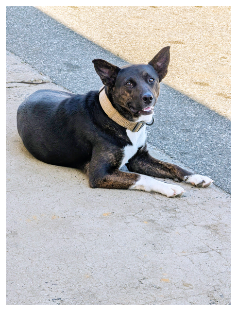 a large black and brown dog with a light tan collar lies on a cracked sidewalk near an asphalt road, looking up with ears perked and mouth slightly open, showing their tongue. they have white markings on their chest and paws.