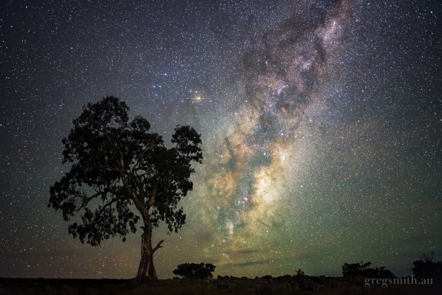 Milky Way core rise, with the silhouette of a large gum tree.
