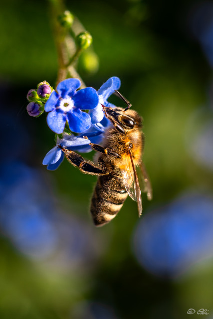 A honeybee clinging to a cluster of forget-me-not blossoms. Softly blurred dark green and blue background.