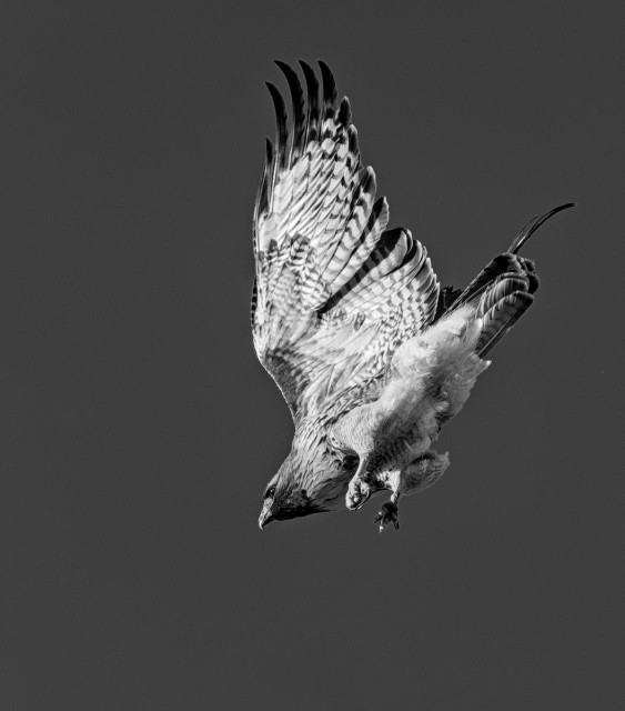 A black and white portrait photo of a bird of prey that has just jumped off of an unseen limb and is diving toward the ground. Its wings are extended over its back. Its legs hang down and the talons are clinched. It dives toward the lower left corner of the photo. The underside of the left wing has stripes with dark finger like wing tips. Its underside is a fluffy. The head is dark and there is a bit of catch light in the eye.  