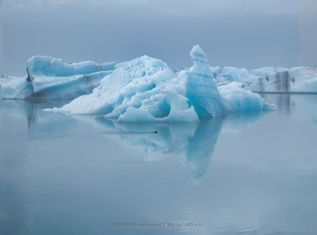 A colour photo in a palette of shades of cyan of a body of water with large icebergs floating on it. One large central berg is carved into intricate shapes and holes by the melting. Others are behind it, ridged and with dark stripes in the turquoise ice. On a near horizontal ledge of the iceberg on the left, rows of seabirds are sitting. In the centre, just in front of the large berg, a seal has just surfaced, its rounded head clearly visible and a wake of turbulence behind it. The air around the scene is misty and slightly blurred.