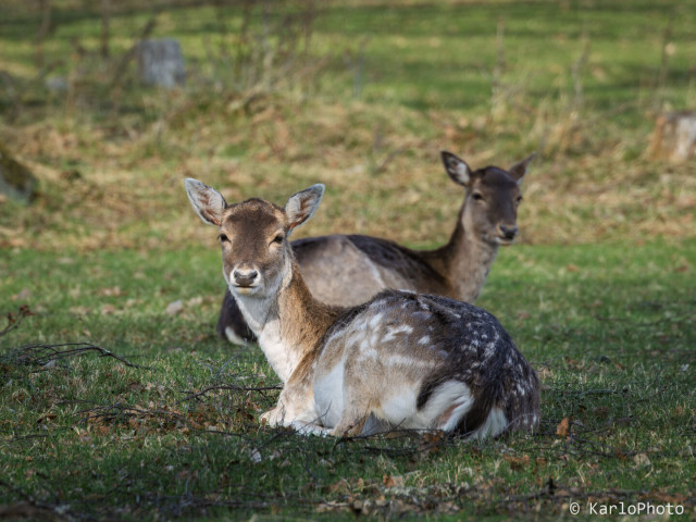 Two deer relaxing on the grass.