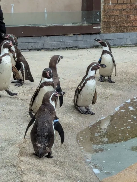 A group of penguins