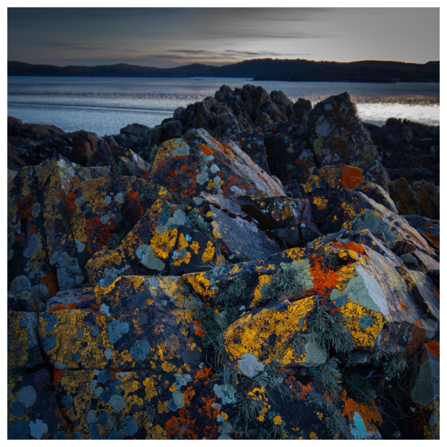 Normally dull lichens brought to vibrant colourful life using UV light at dusk. Jagged rocks on the Solway shore look splashed with fiery oranges yellows and reds, with cooler spots of greens and blues..