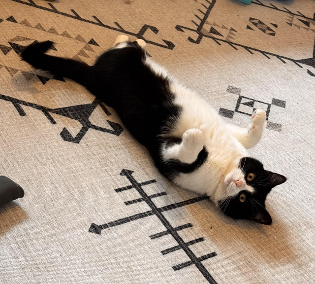 Agata the tuxedo cat, shamelessly displaying her ridiculously soft white tummy (it’s SO soft!), front paws up like a rabbit, she stares at the camera - are you paying attention? Is this cute enough for you? I guess this is cute, yes. I will take yet another picture. I can’t resist. 