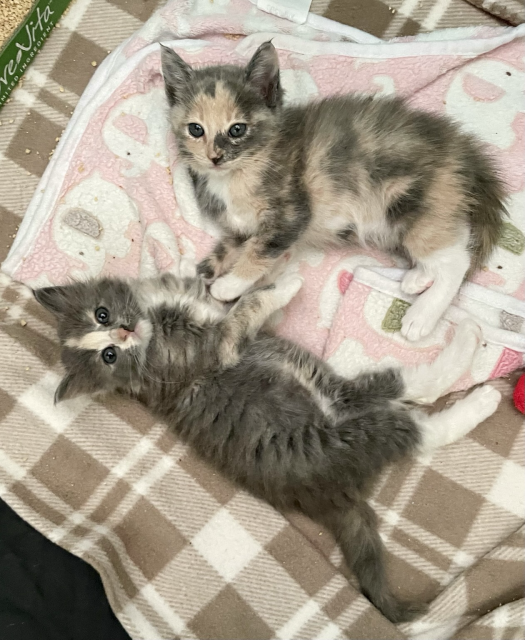 Two small fluffy dilute calico kittens resting on their sides, showing part of their kissable bellies. The third calico is great, didn’t join this pic. At this playful age getting all three in one shot is luck, patience, or both