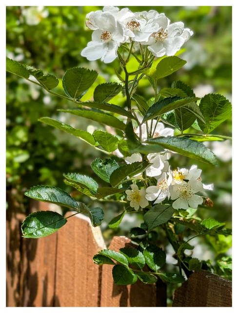 clusters of small white flowers with yellow centers blooms on a leafy green branch, extending over a brown wooden fence. sunlight highlights the petals and leaves. blurred background.
