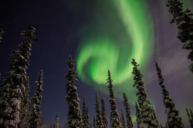 Aurora borealis forms an unusual spiral or folded loop structure in the night sky over a snow-covered black spruce forest in Fairbanks, Alaska. Bright green curtains of aurora curl back on themselves in a circular formation at upper center, with additional ribbons extending outward to the upper right. A diffuse purple-gray glow from Fairbanks light pollution occupies the right portion of the sky. Snow-laden black spruce trees are silhouetted across the lower half of the frame, their tips reaching upward into the aurora. Stars are visible in the darker upper left portion of the sky.