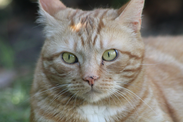 George the cat head 