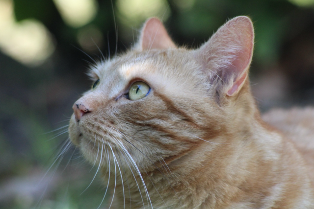 George the cat looking up 