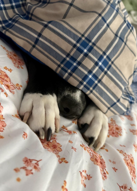 Bubbles the dog, already in bed and under the comforter, with only her front paws and the tip of her nose sticking out.
