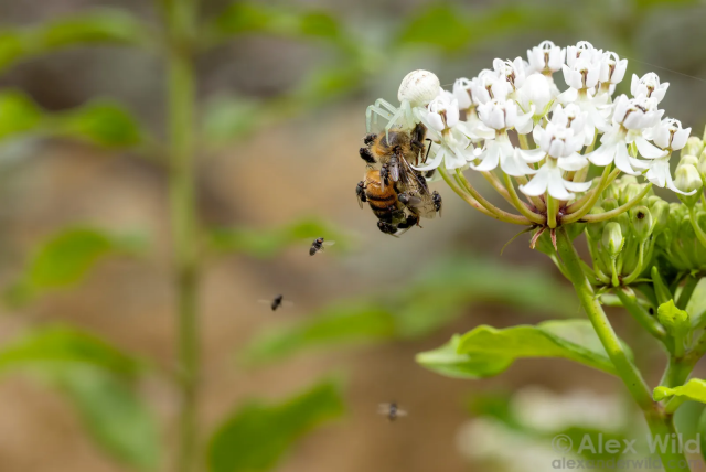 Photograph of a white flower head amid other vegetation, a plump white spider sitting atop it facing left and dangling a dead honey bee from its mouth. A dozen or so small black flies are clustered on the bee,with three airborne flying about it.