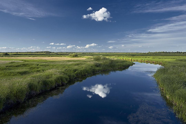 This serene landscape photo captures the calm blue waters of a river meandering through the lush green marshes of Biebrza National Park, under a bright blue sky. In the foreground, the calm water reflects a single fluffy white cloud floating above it. The riverbanks are thick with vibrant green grasses and reeds, transitioning into flat, expansive wetlands stretching towards the horizon. A distant line of trees sits beneath a clear sky dotted with a few smaller, scattered clouds. The overall atmosphere is peaceful and vast, showcasing the untouched beauty of this thriving river ecosystem.