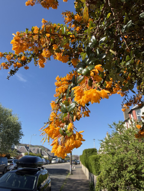 Some vivid orange blossom - I don’t know what sort of plant it was, sorry - against a bright blue sky. You can also see a little bit of a suburban street below - a road, part of a car, hedges, roofs of houses.