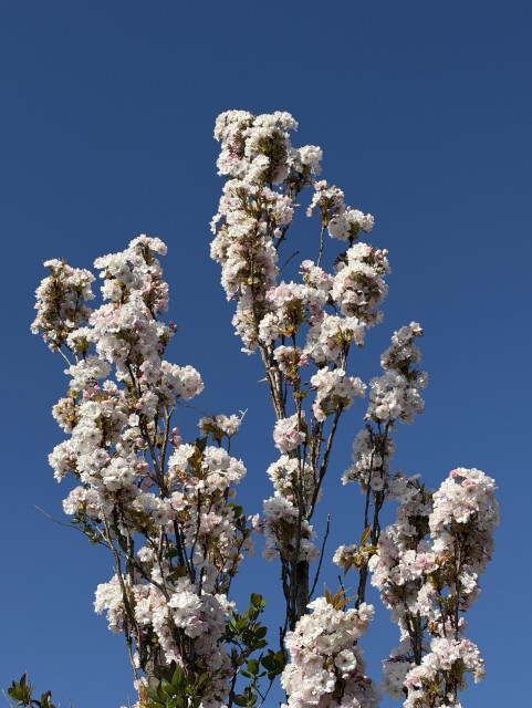 Sprays of apple blossom against a clear bright blue sky. The apple blossom flowers are white with a little pink bit at the centre; very pretty indeed.